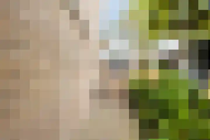 Bereklauw 1 Best thumbnail 40