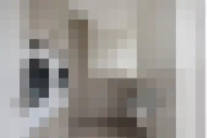 Bereklauw 1 Monnickendam thumbnail 17