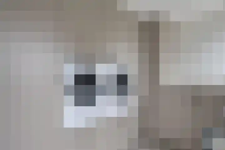 Bereklauw 1 Monnickendam thumbnail 18