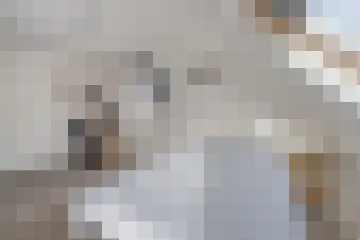 Bereklauw 1 Monnickendam thumbnail 35