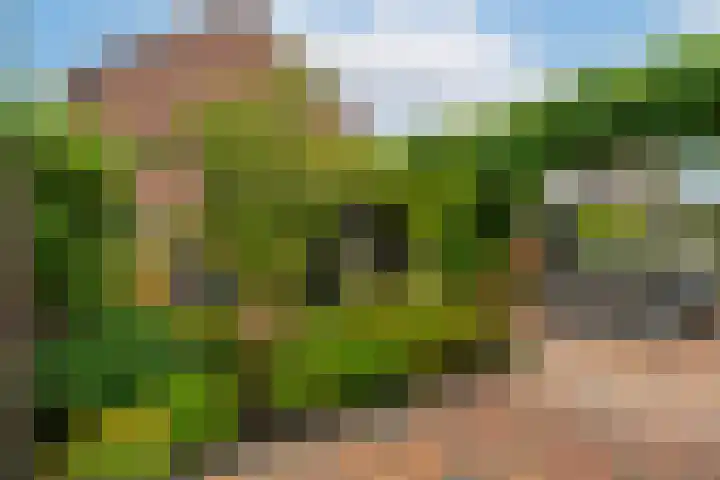Bereklauw 1 Werkendam thumbnail 37