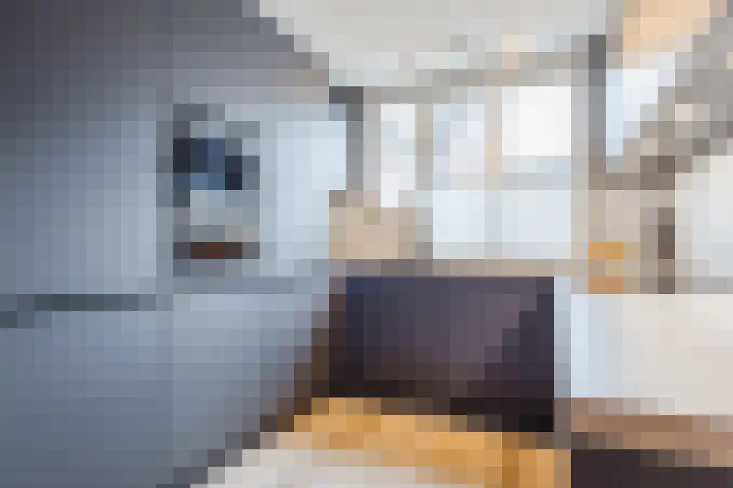 Bereklauw 114 Cuijk thumbnail 11