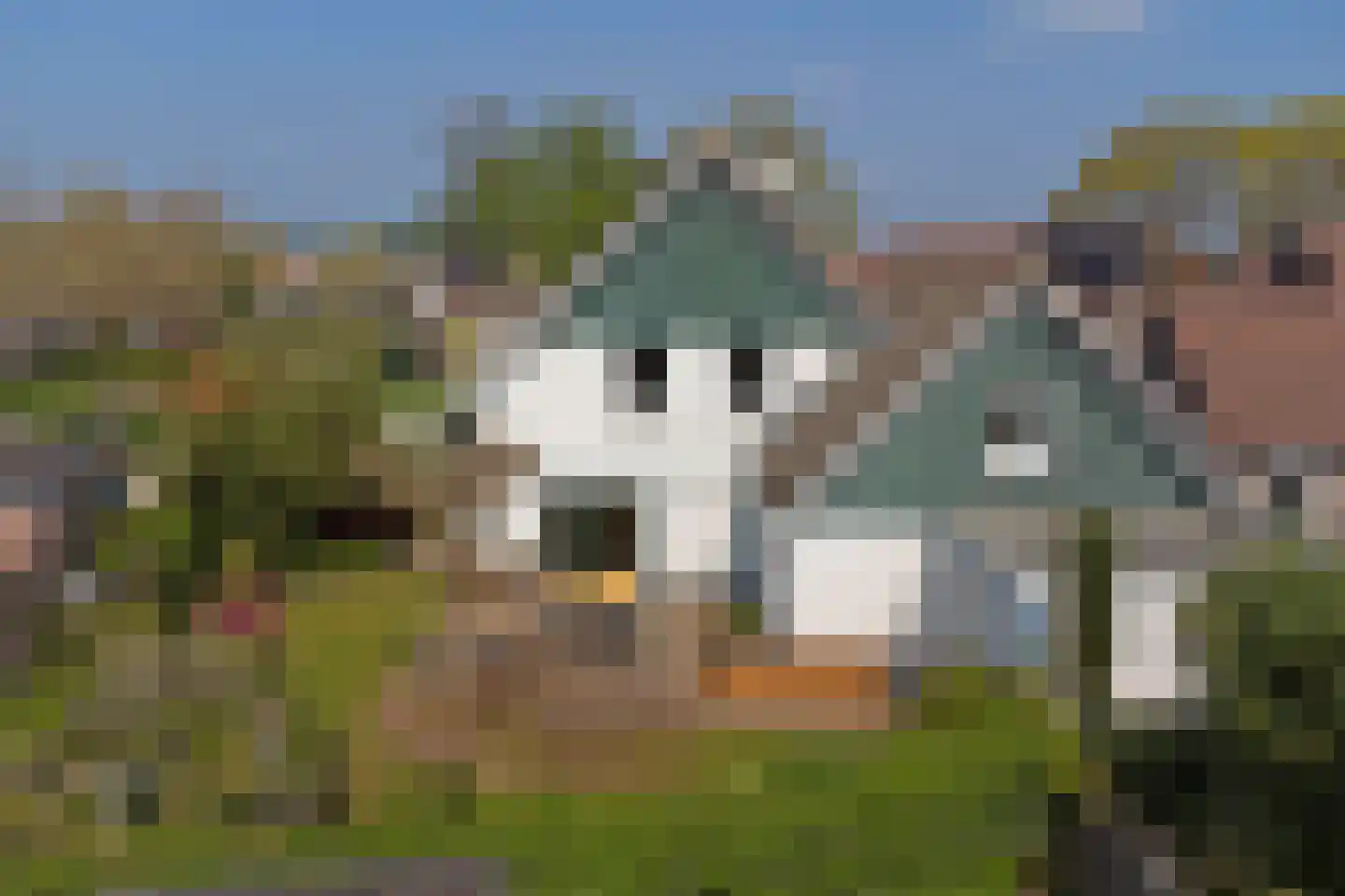 Bereklauw 17 Herkenbosch foto 2