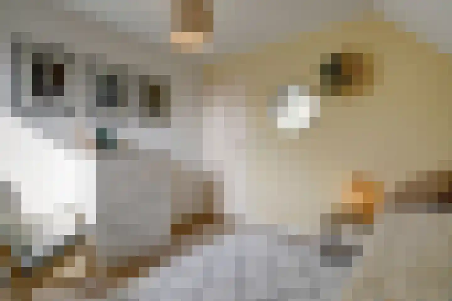 Bereklauw 17 Herkenbosch thumbnail 37
