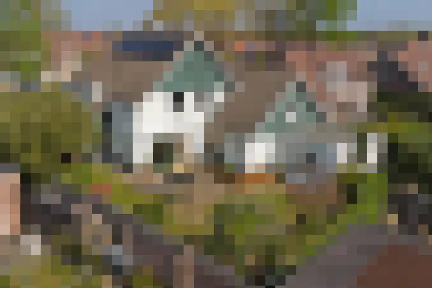Bereklauw 17 Herkenbosch thumbnail 64