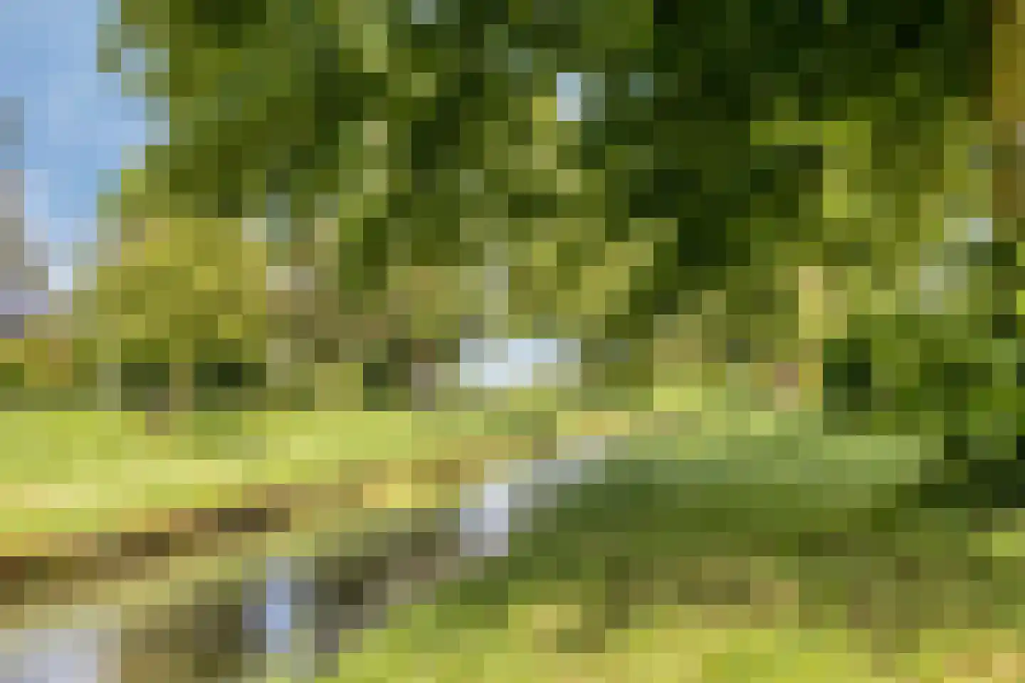 Bereklauw 18 Culemborg thumbnail 33