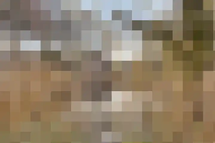 Bereklauw 25 Cuijk thumbnail 48