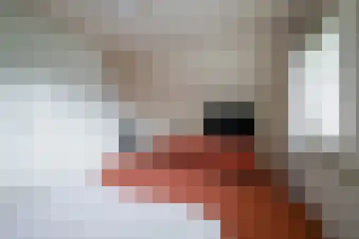 Bereklauw 33 Herkenbosch thumbnail 18