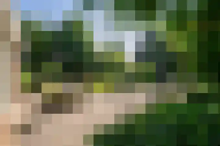 Bereklauw 33 Herkenbosch thumbnail 26