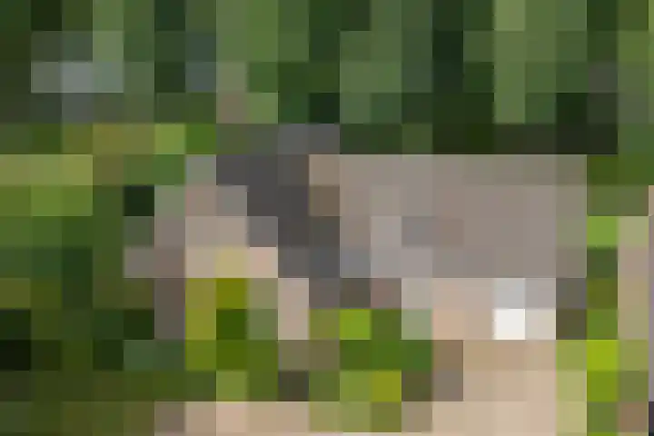 Bereklauw 33 Herkenbosch thumbnail 31