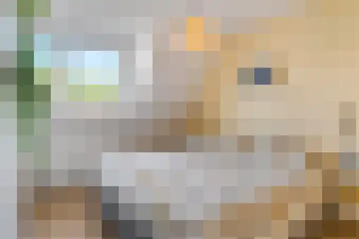 Bereklauw 48 Bennekom thumbnail 24