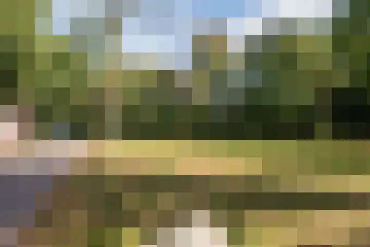 Bereklauw 54 Cuijk thumbnail 22