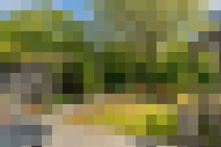 Bereklauw 55 Naaldwijk thumbnail 34