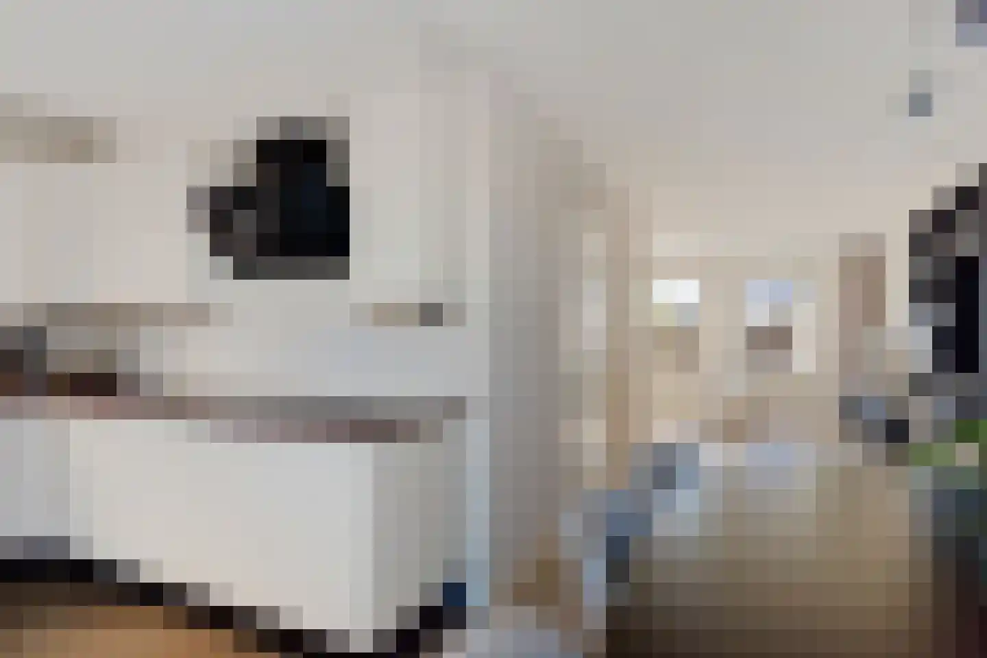 Bereklauw 79 Klazienaveen thumbnail 12
