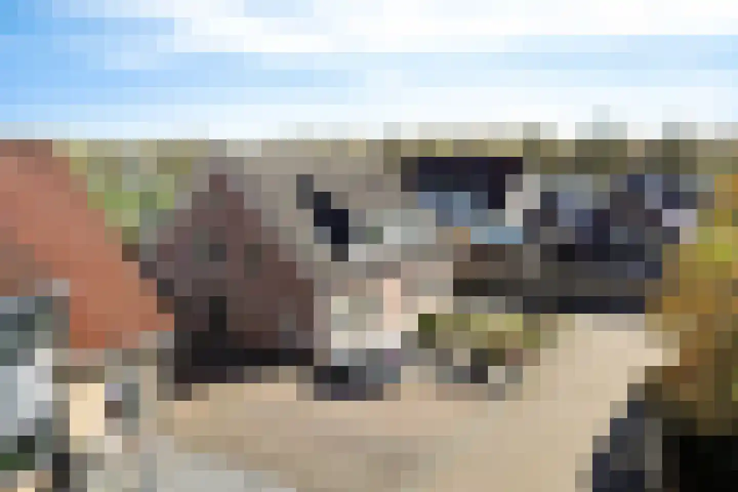 Bereklauw 79 Klazienaveen thumbnail 44
