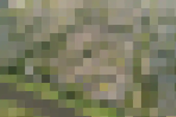Bereklauwkreek 22 Leiderdorp thumbnail 6