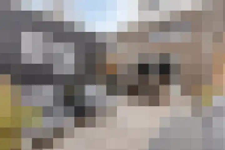 Berenklauw 222 's-Hertogenbosch thumbnail 32