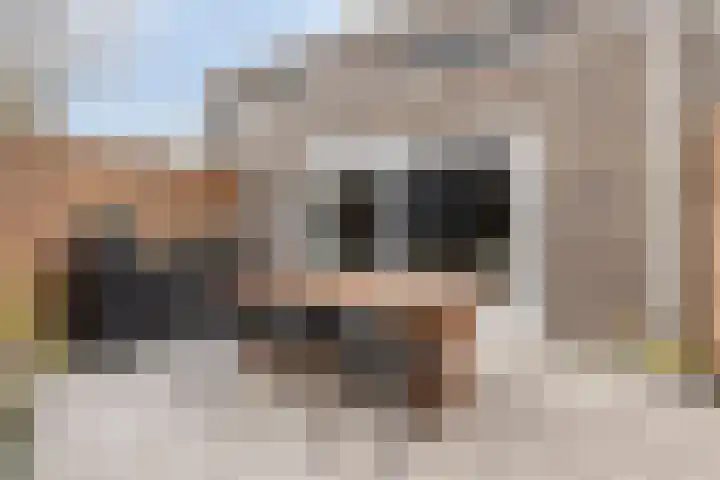Berenklauw 222 's-Hertogenbosch thumbnail 33