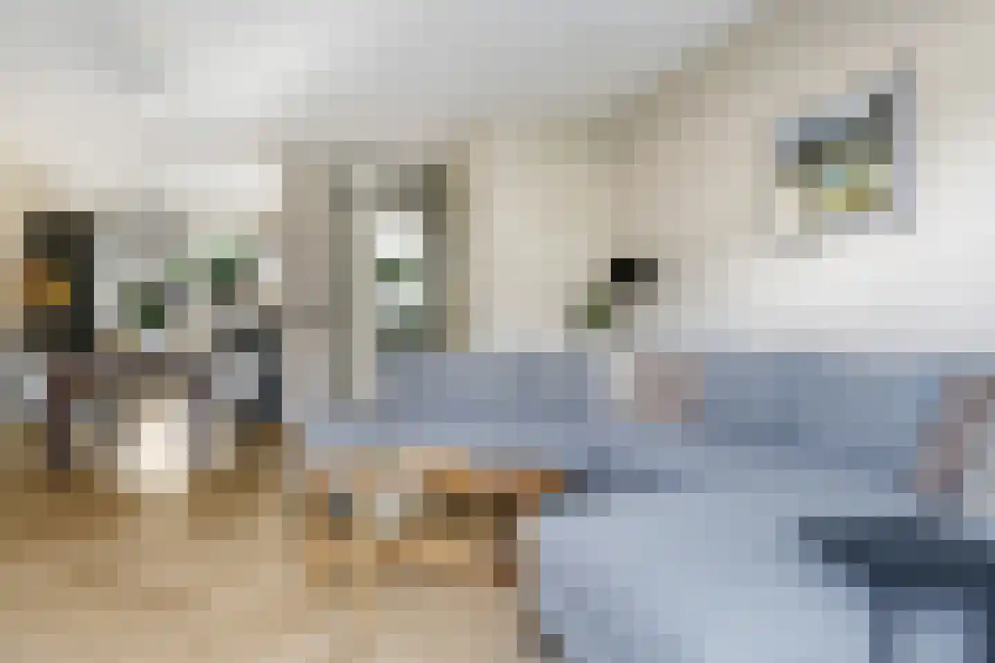 Berenklauw 42 Driel thumbnail 25