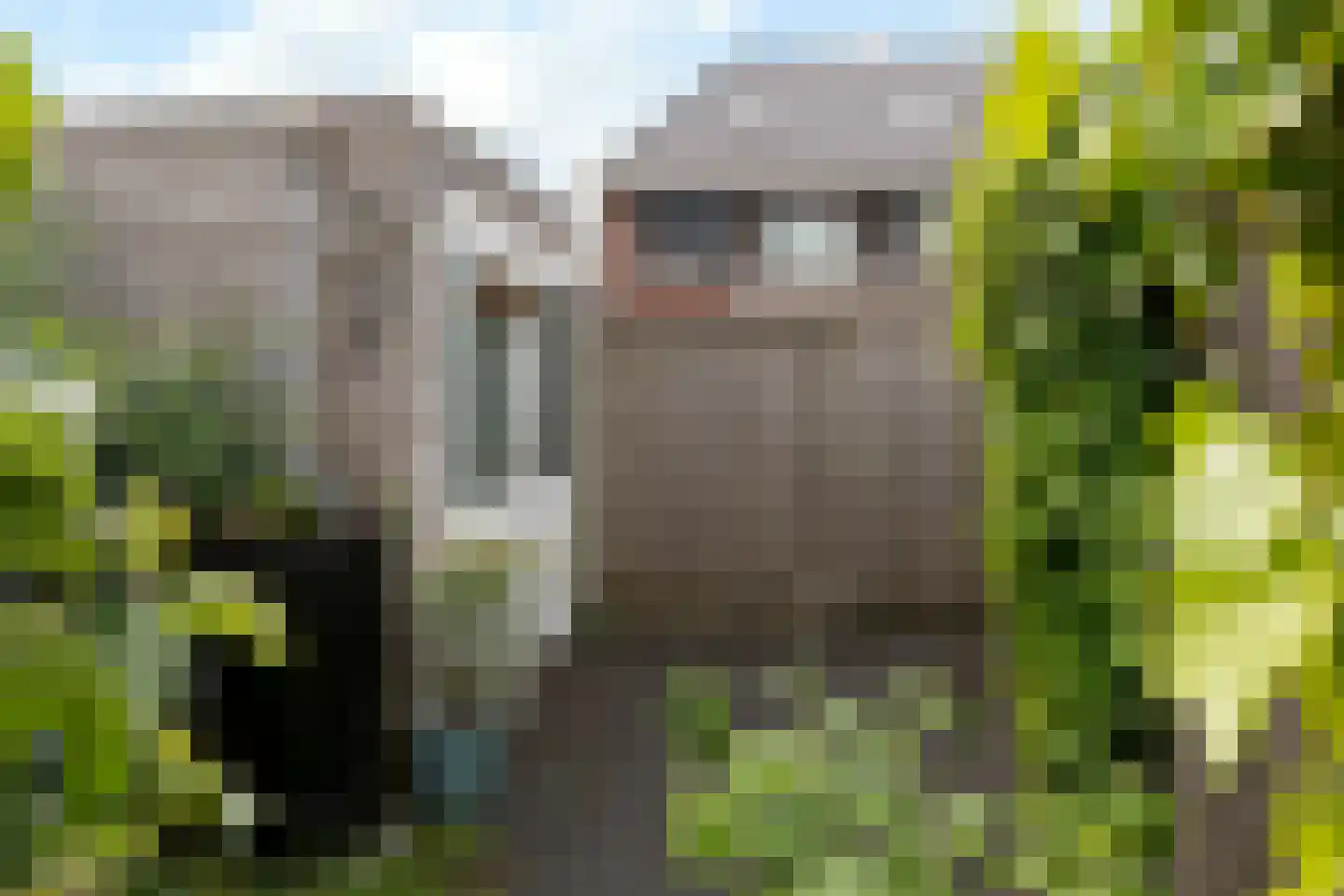 Berenklauw 90 Driel thumbnail 47