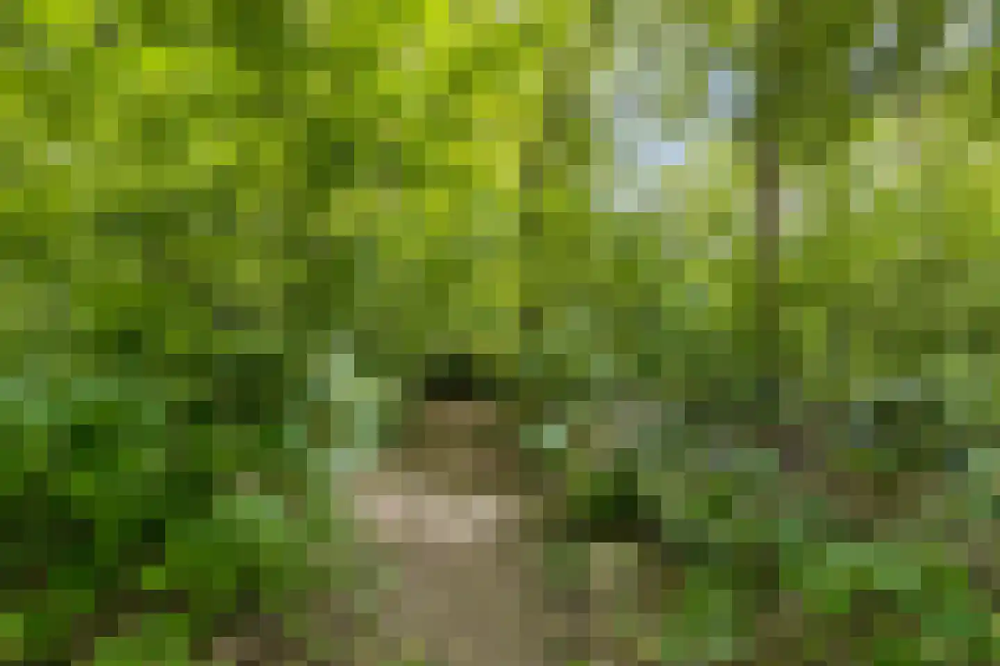 Berenkuil 13 Cuijk thumbnail 39
