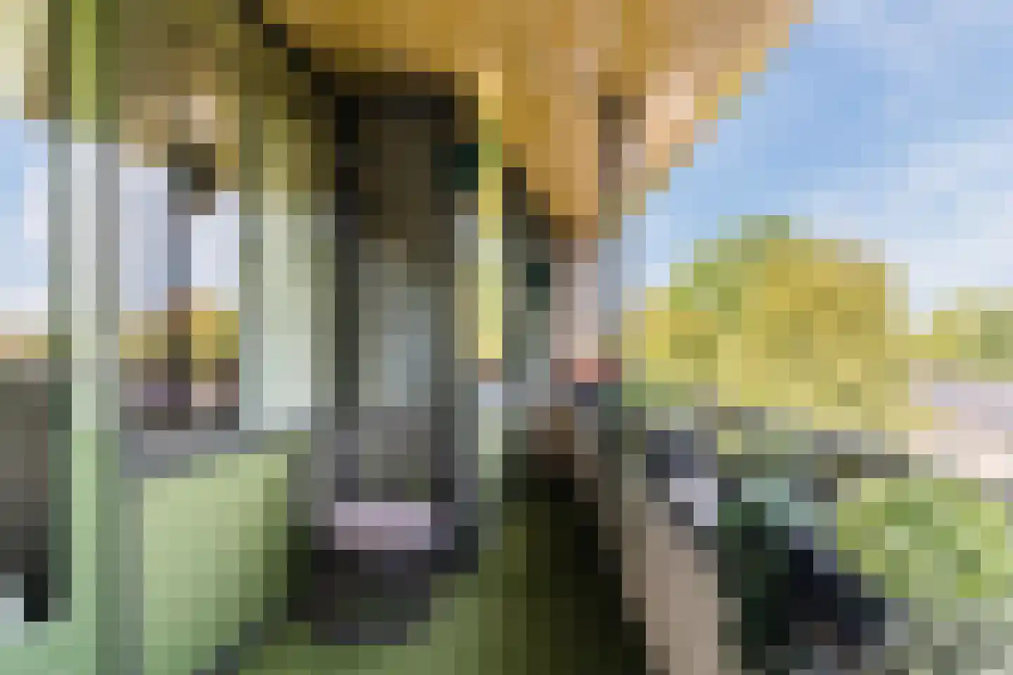 Berenkuil 23 Cuijk thumbnail 22