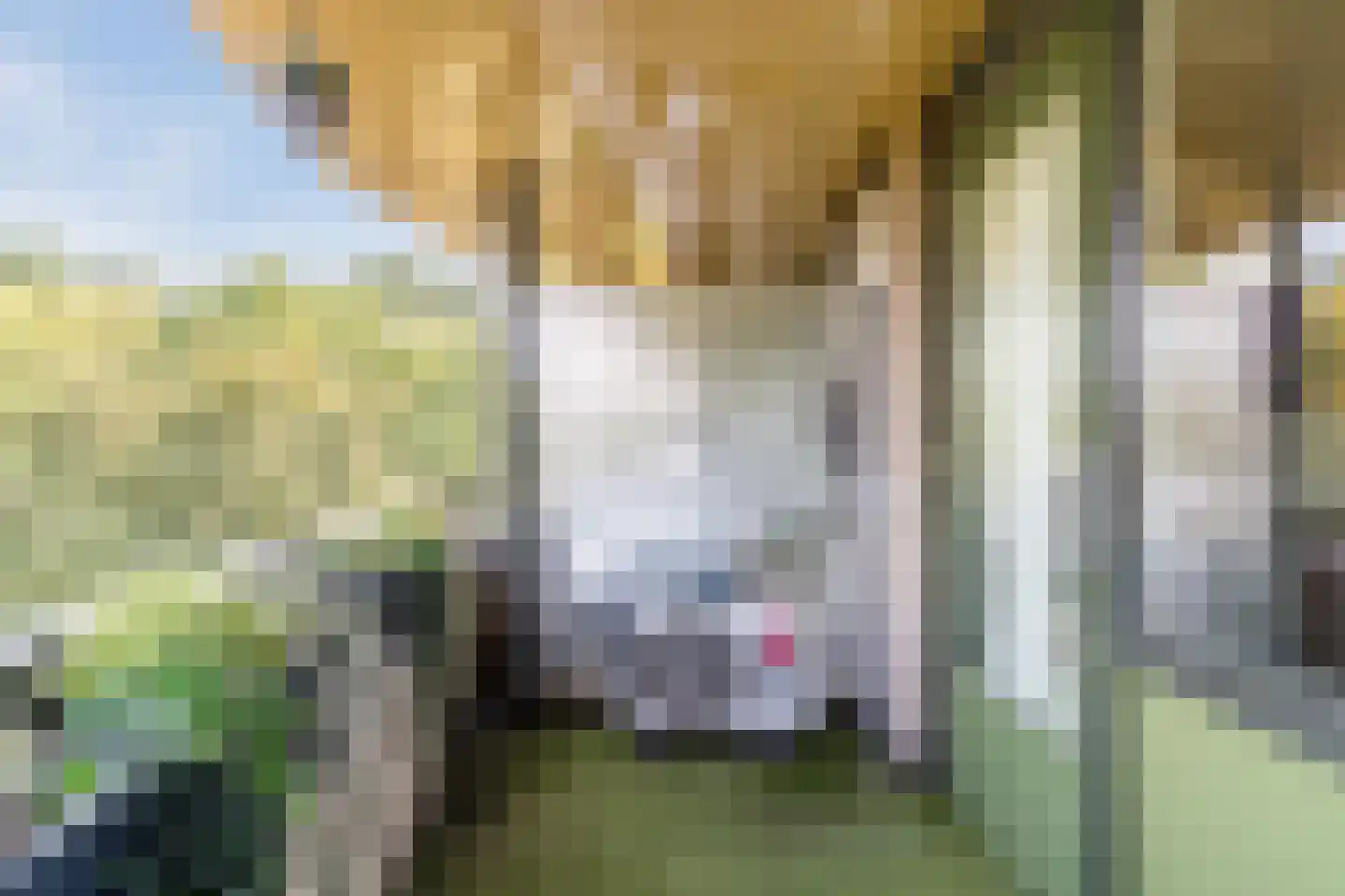 Berenkuil 23 Cuijk thumbnail 23