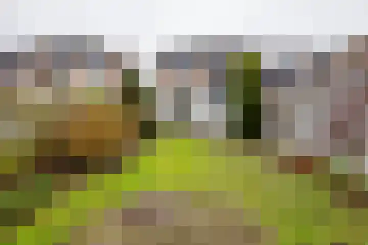 Berfloweg 199 Hengelo thumbnail 28