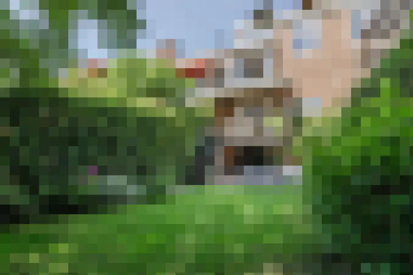 Berg en Dalseweg 312 Nijmegen thumbnail 4