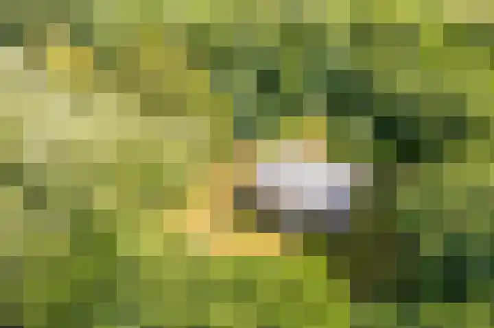 Bergeendsweg 112 Ballum thumbnail 29