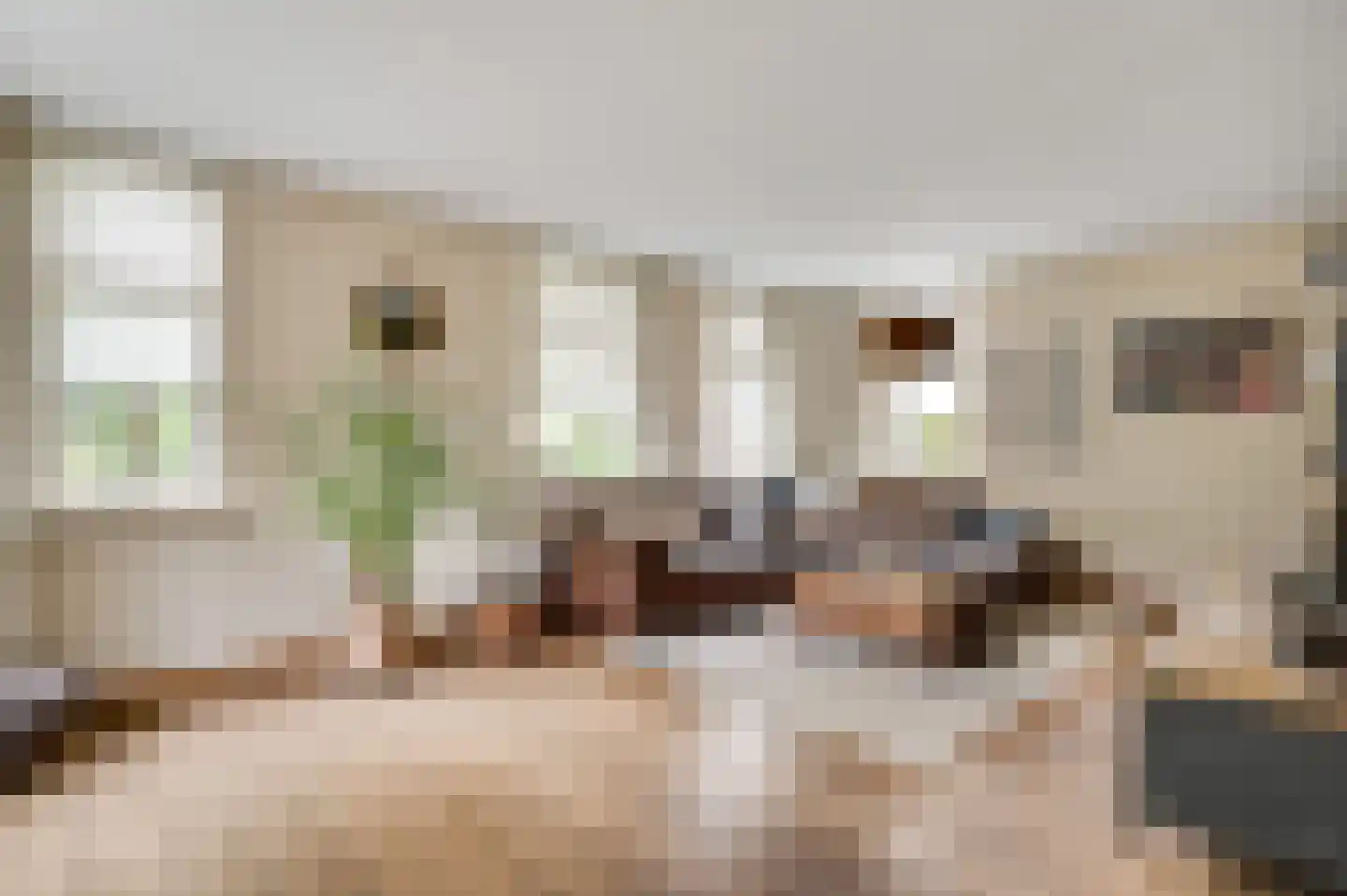Berger-ven 2 Horn thumbnail 10