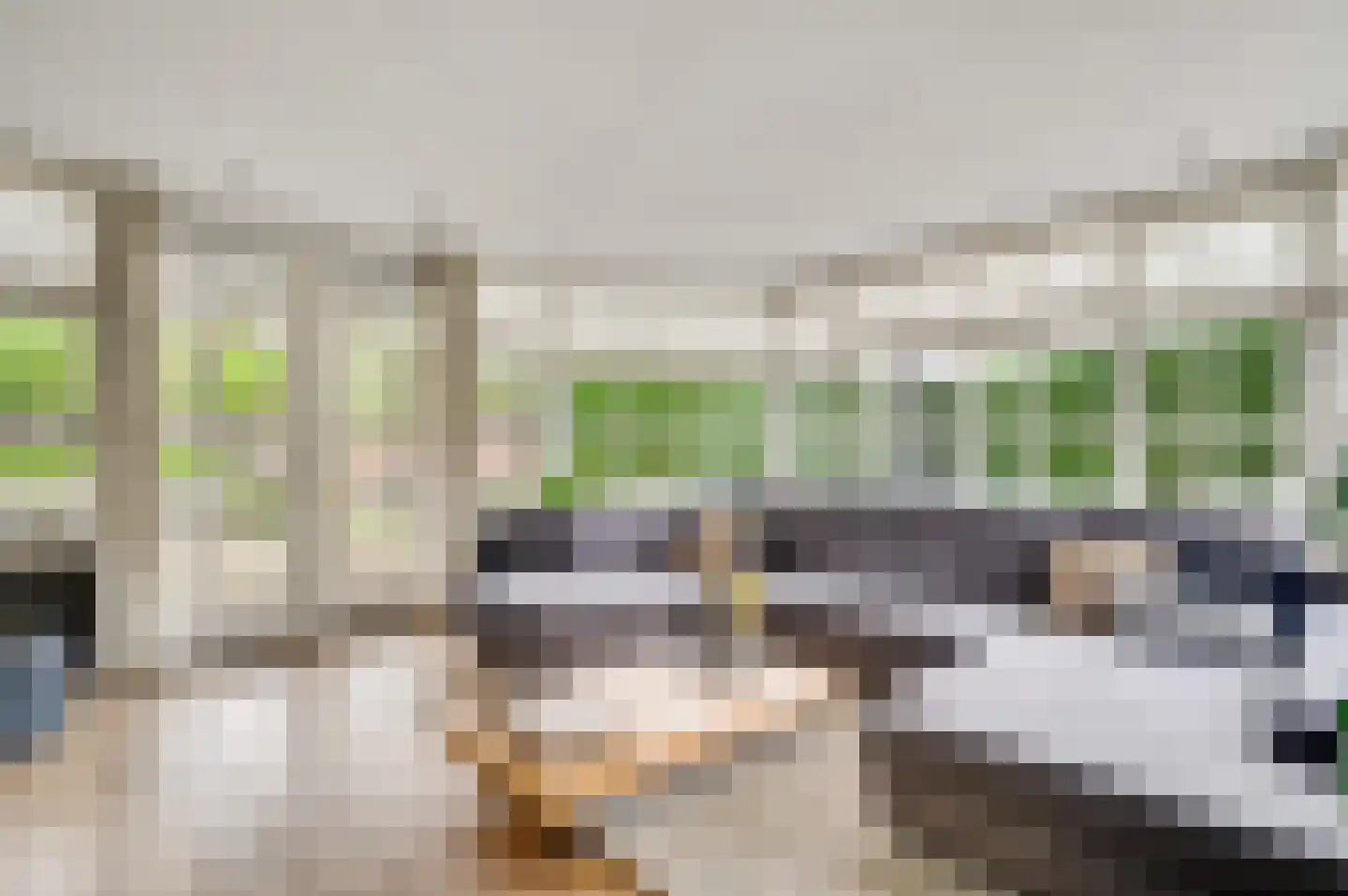 Berger-ven 2 Horn thumbnail 19
