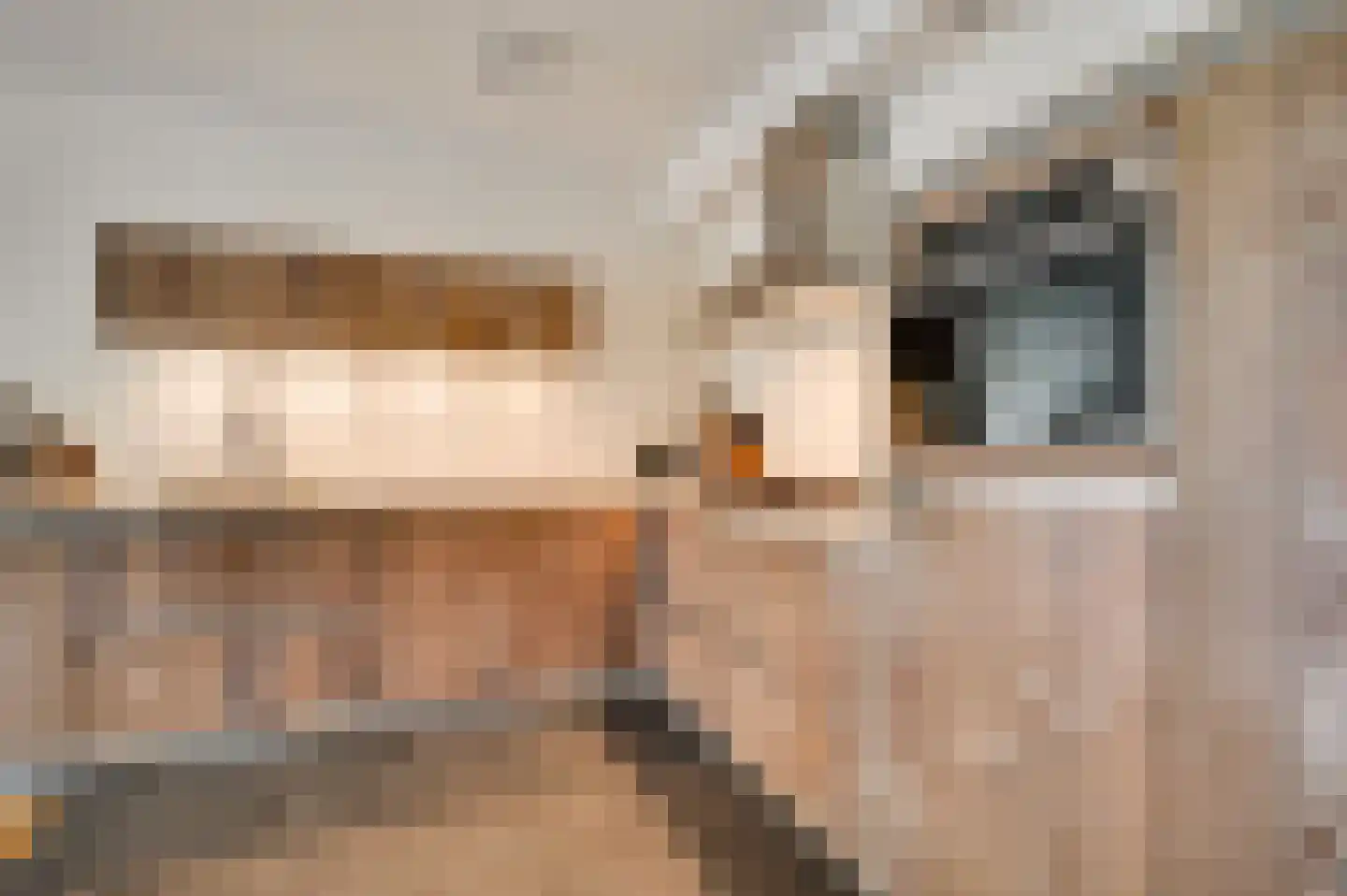 Berger-ven 2 Horn thumbnail 24