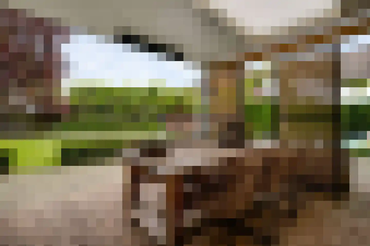 Berger-ven 2 Horn thumbnail 31