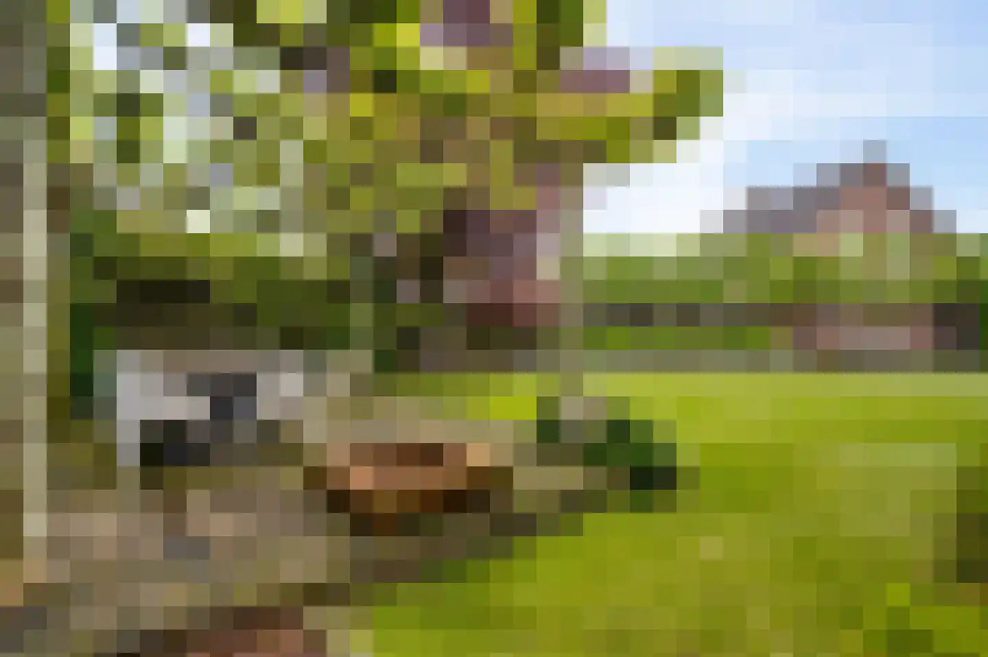 Berger-ven 2 Horn thumbnail 33