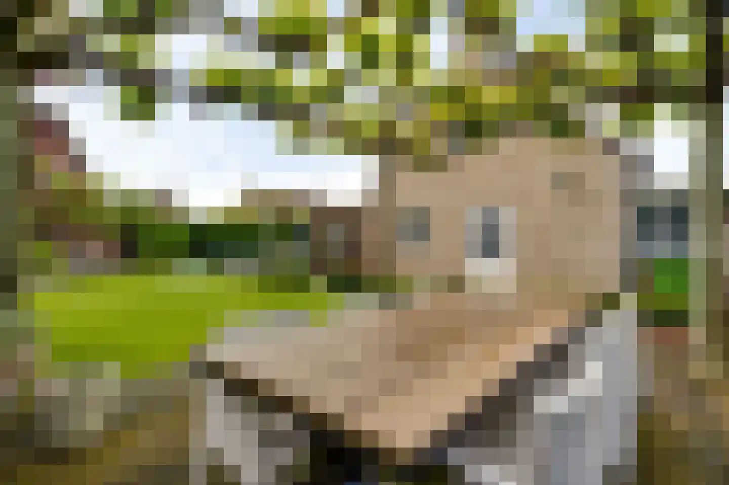 Berger-ven 2 Horn thumbnail 34