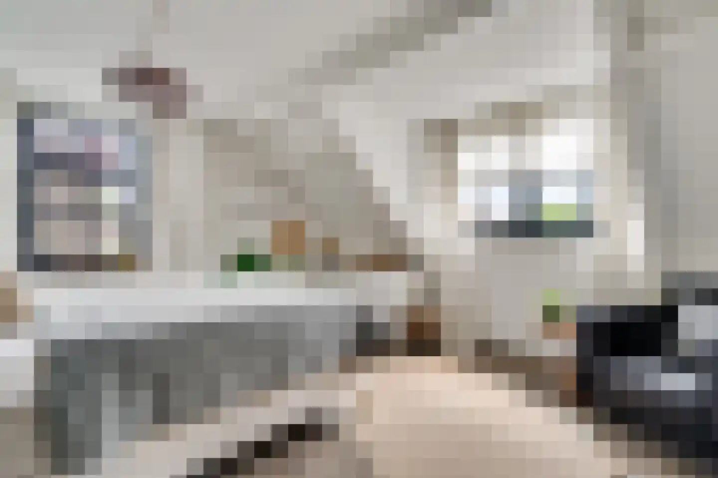 Berger-ven 2 Horn thumbnail 48