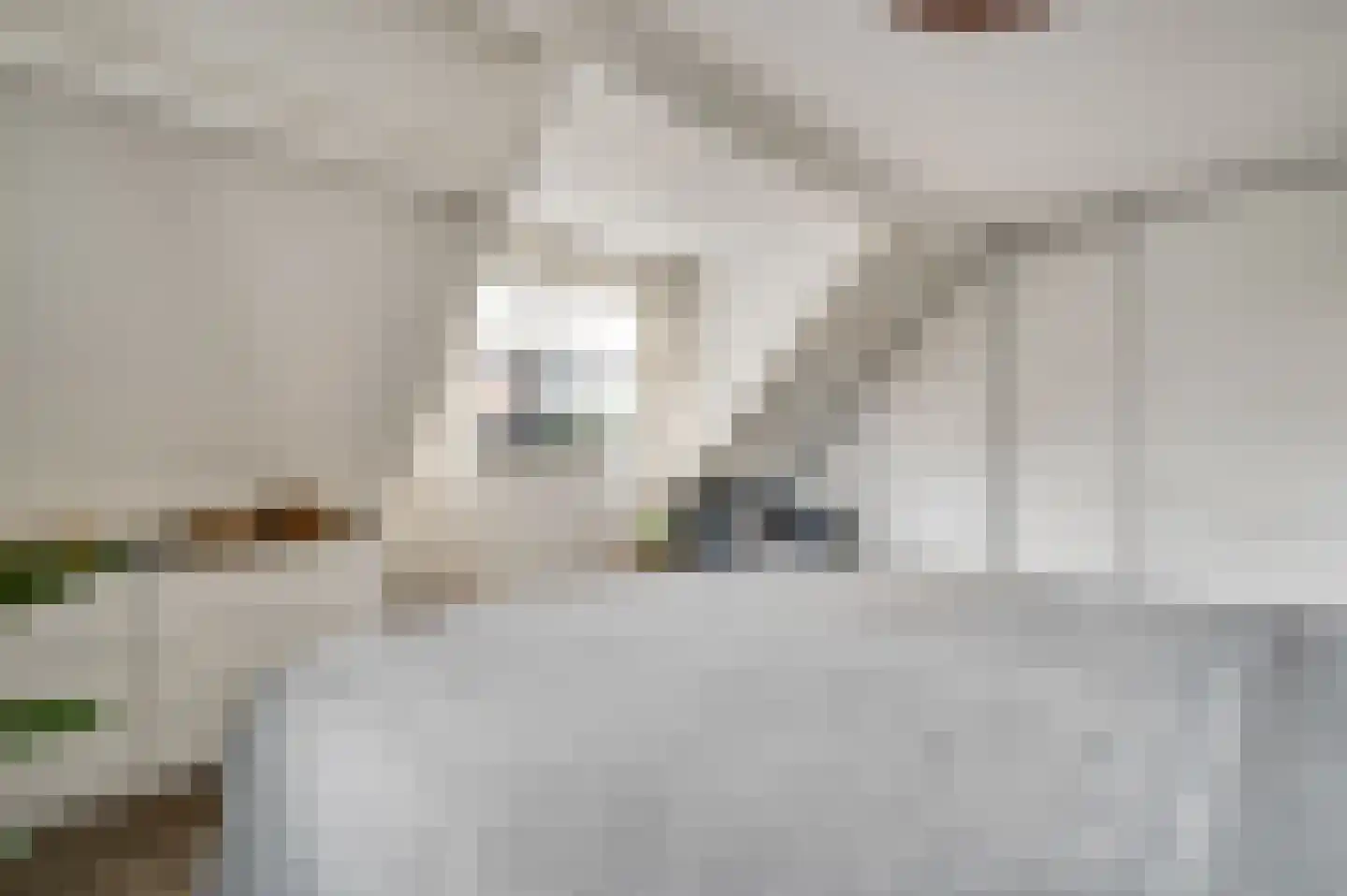 Berger-ven 2 Horn thumbnail 50