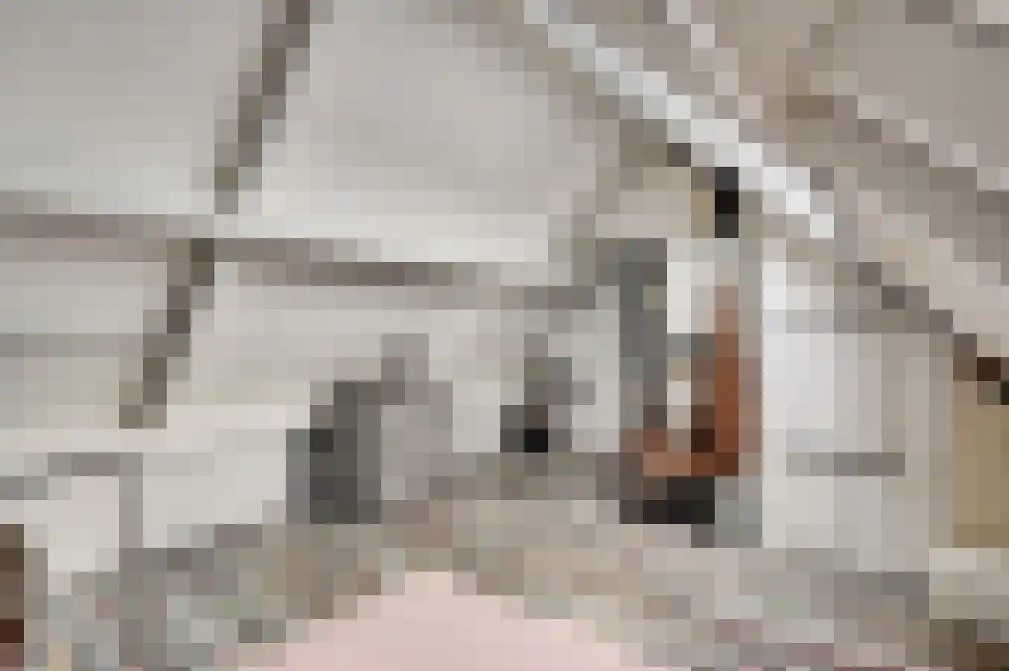 Berger-ven 2 Horn thumbnail 58