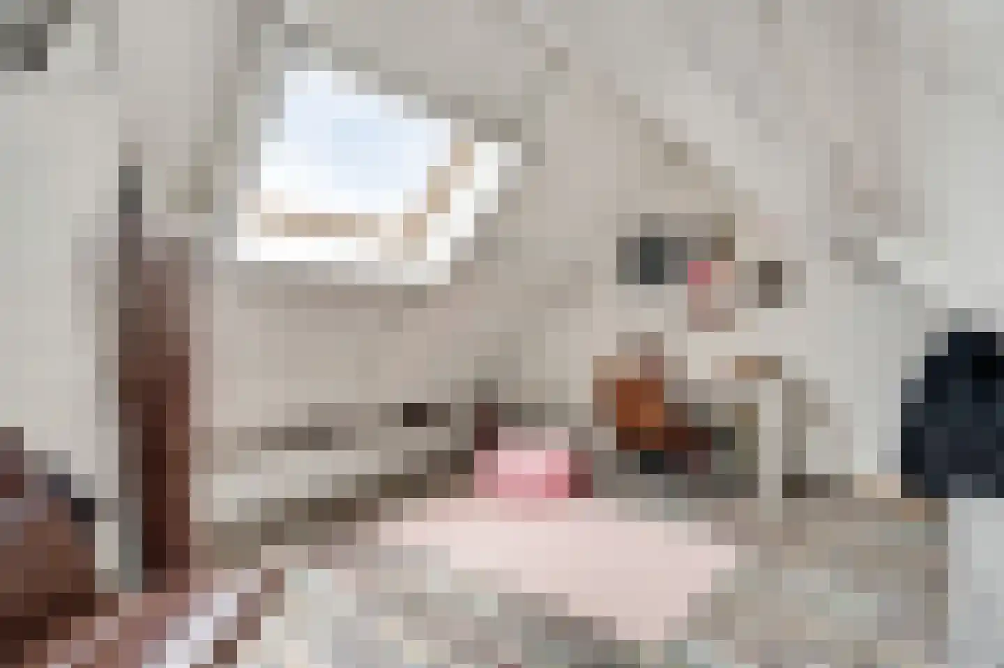 Berger-ven 2 Horn thumbnail 59