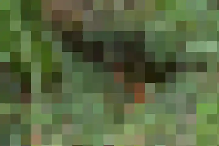 Berghemseweg 240 Oss thumbnail 28