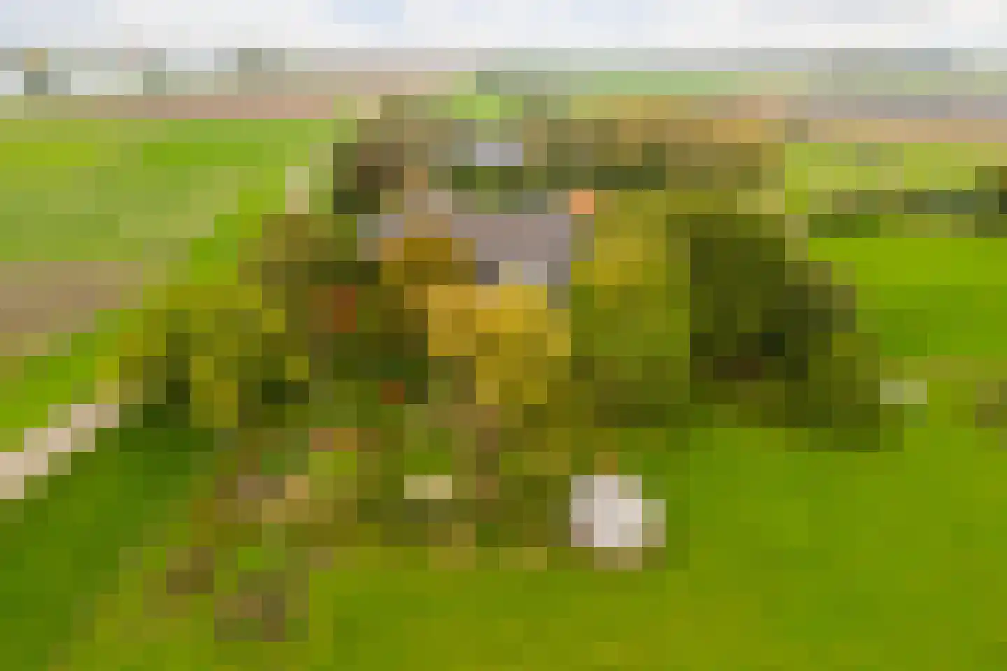 Berghuizen 40 Maasbommel thumbnail 50
