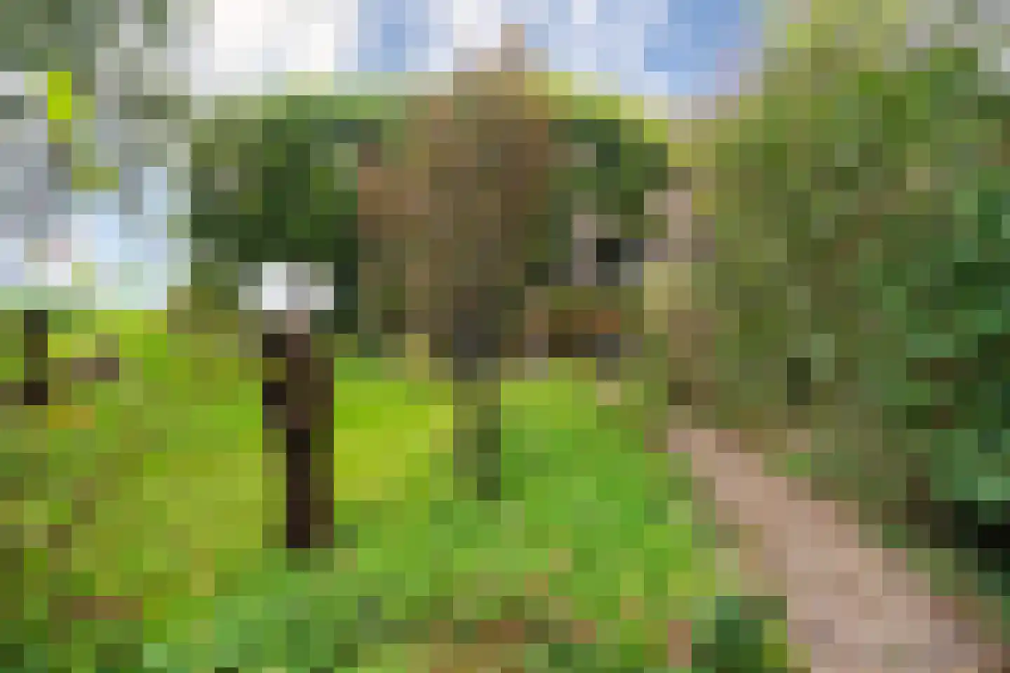Berghuizen 40 Maasbommel thumbnail 56