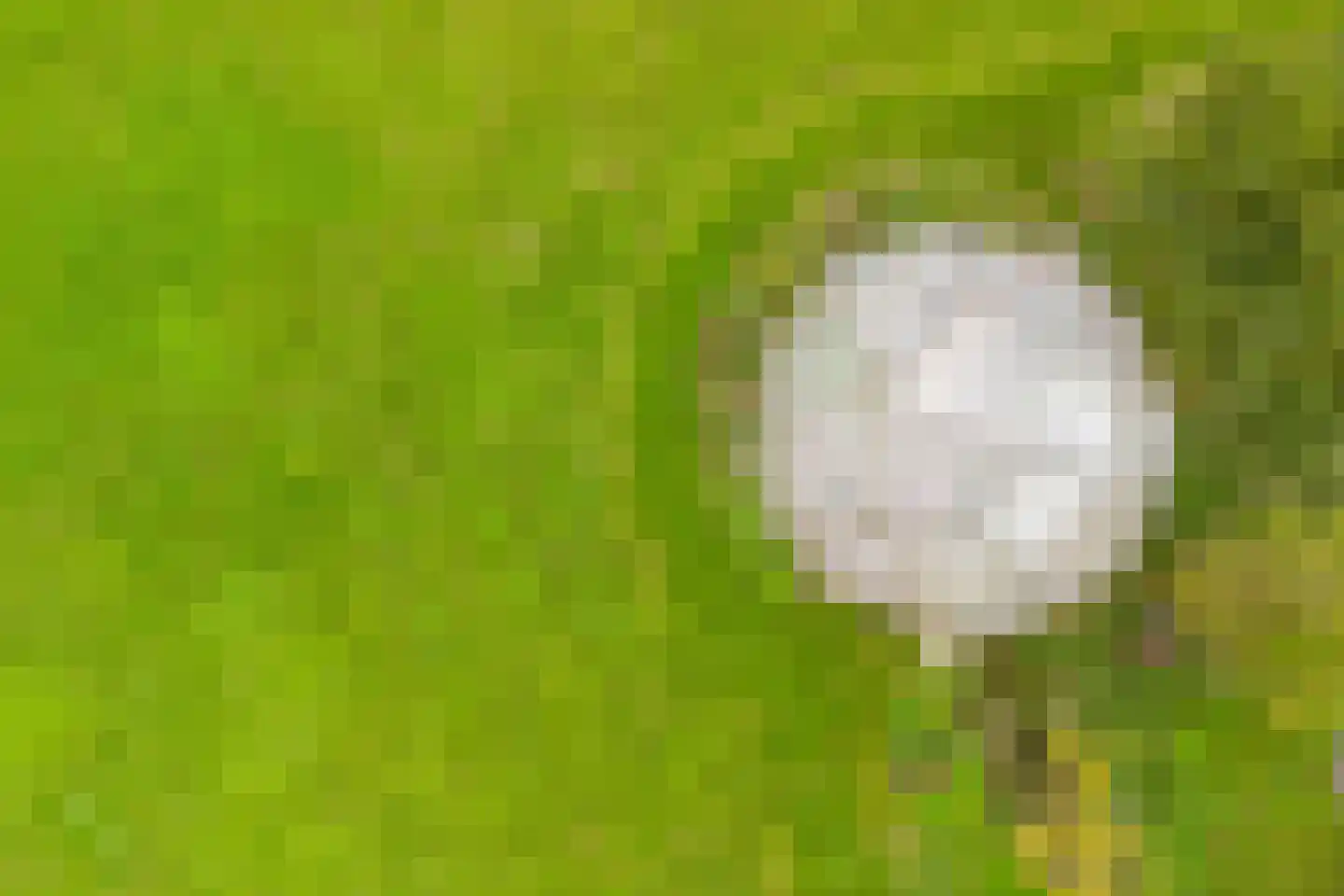 Berghuizen 40 Maasbommel thumbnail 7