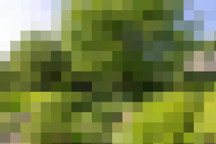Berglaan 9 Doetinchem thumbnail 29