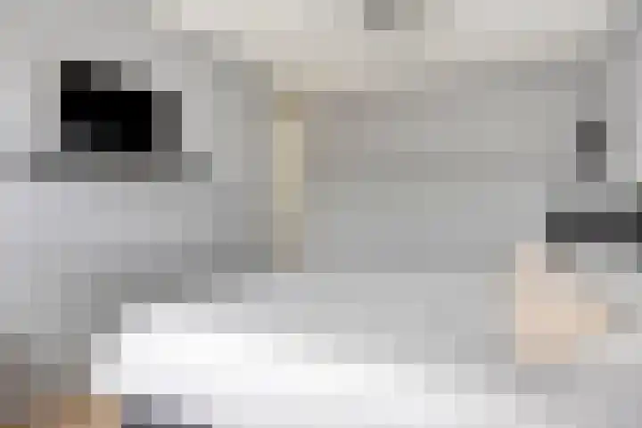 Bergroede 6 Zuidland thumbnail 15