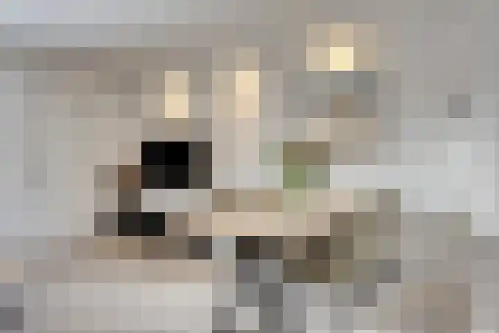 Bergroede 6 Zuidland thumbnail 8