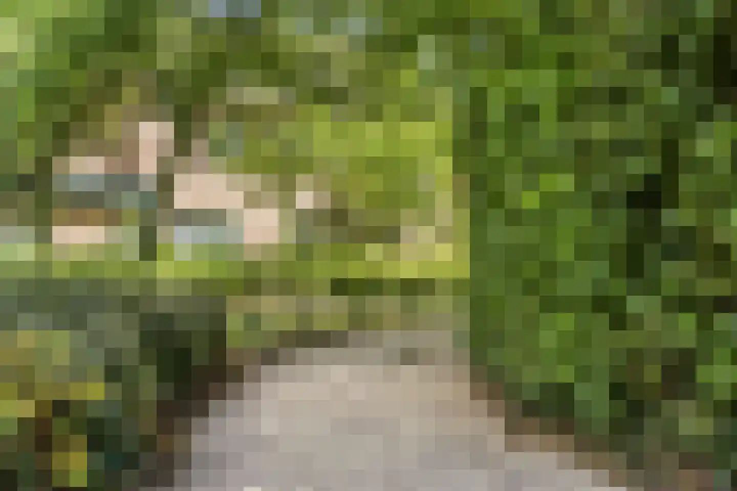 Bergroos 4 Leusden thumbnail 42