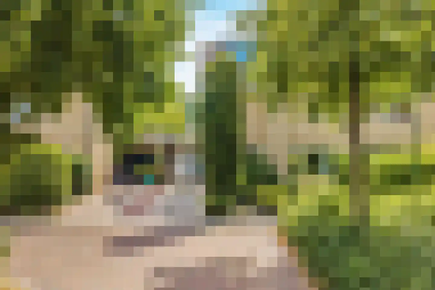 Bergroos 4 Leusden thumbnail 46