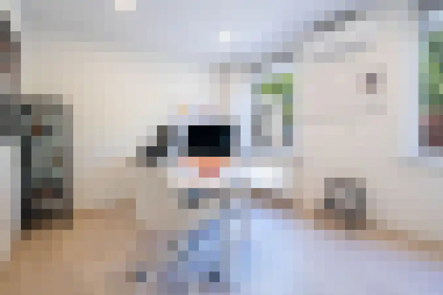 Bergschot 29 Breda thumbnail 30